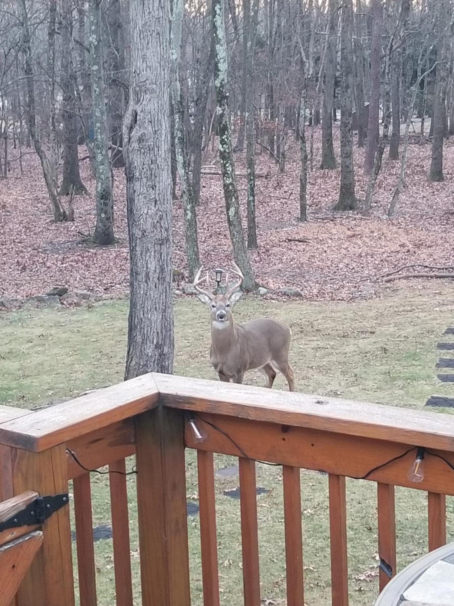 Serenity And Fun All In One In This Cozy Pocono Cabin 짐 소프 외부 사진